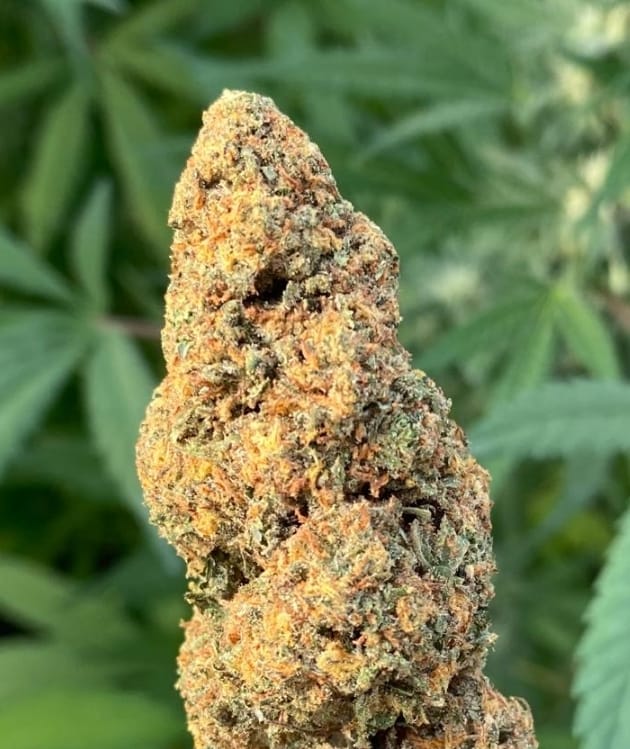 GORILLA MANDARINE 13% INDOOR